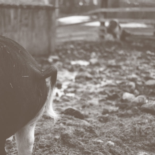 Tomorrow Is Too Late | Retro Vinyl Club