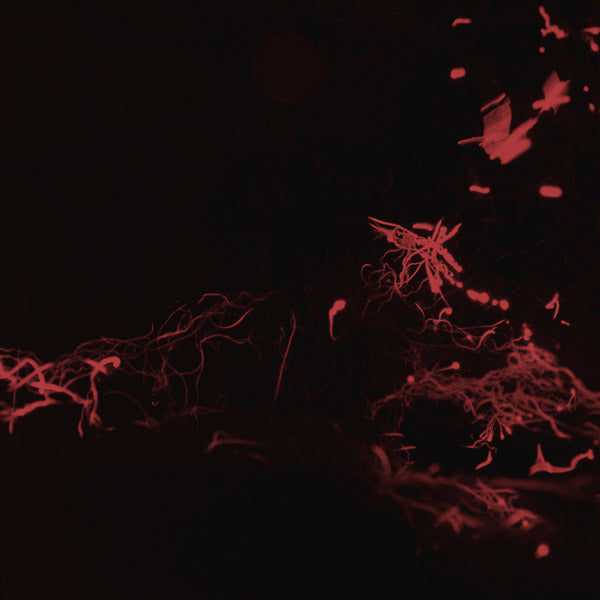 Moss Garden | Retro Vinyl Club