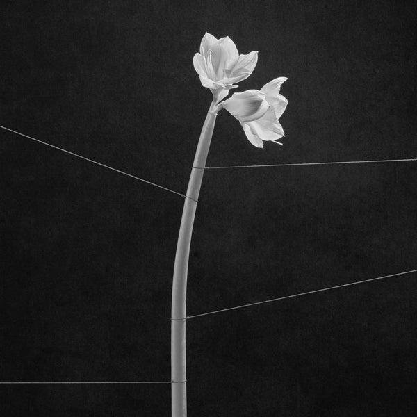 Dreamweaver (CD) | Retro Vinyl Club