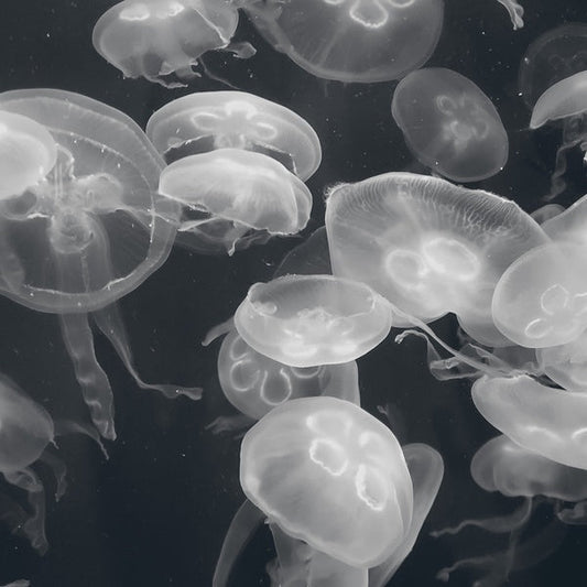 Annular Silhouettes | Retro Vinyl Club