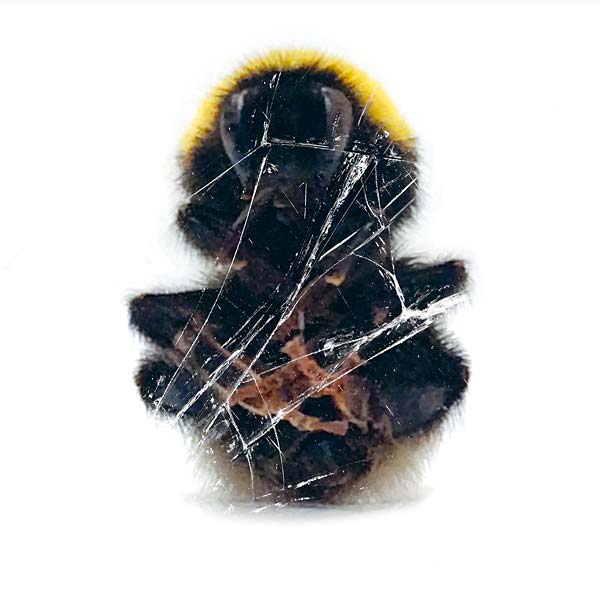 Walls & Dimensions | Retro Vinyl Club