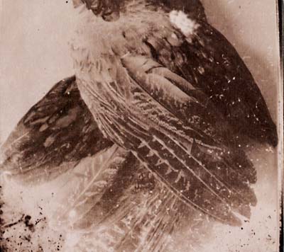 The World Without Us | Retro Vinyl Club