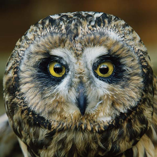 Jeff Burch | Retro Vinyl Club