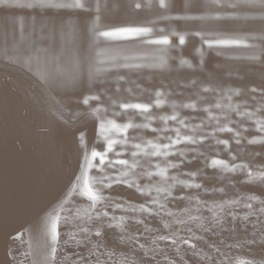 Tomorrow Is Too Late | Retro Vinyl Club