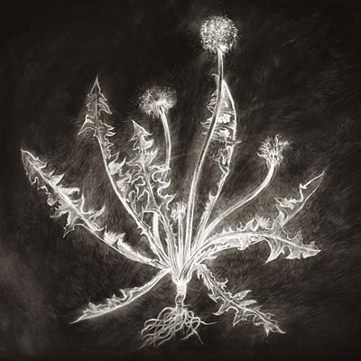 Dandelion | Retro Vinyl Club