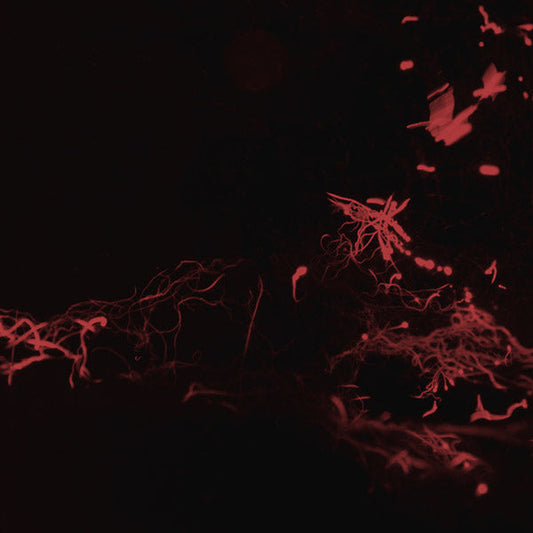 Moss Garden | Retro Vinyl Club